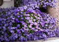 Aubrieta Deltoidea Purple Rockcress Seeds - Perennial Ground Cover with Vibrant Purple Spring Flowers for Rock Gardens and Borders