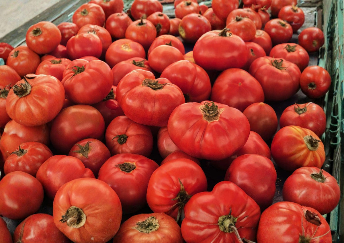 VR Moscow Tomato Seeds – Heirloom Red Slicing Vegetables, Cold Tolerant, Early Maturing, 30 Seeds