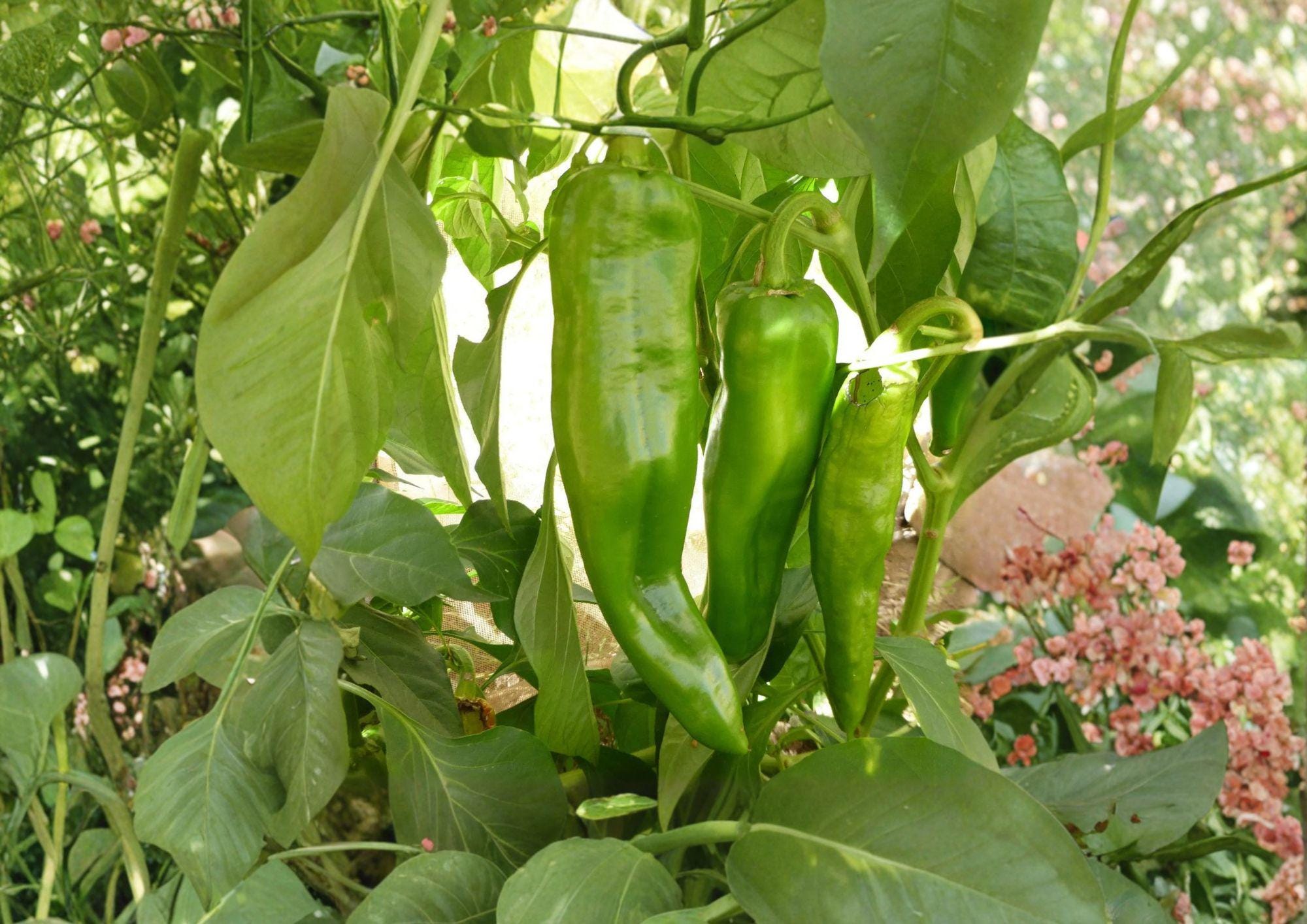 Sonora Mild Hot Pepper Seeds – Heirloom Vegetable for Warm Season Garden, 25 Premium Seeds, Slender Pale Yellow to Light Green Peppers