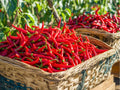 Red Long Cayenne Pepper Seeds – 25 Count, Hot Chili for Drying & Fresh Use, Capsicum annuum