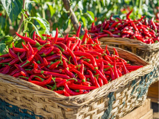 Red Long Cayenne Pepper Seeds – 25 Count, Hot Chili for Drying & Fresh Use, Capsicum annuum