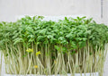 Organic Curled Cress Herb Seeds, Non-GMO Heirloom Microgreen & Salad Green, Fast-Growing Kitchen Garden Herb