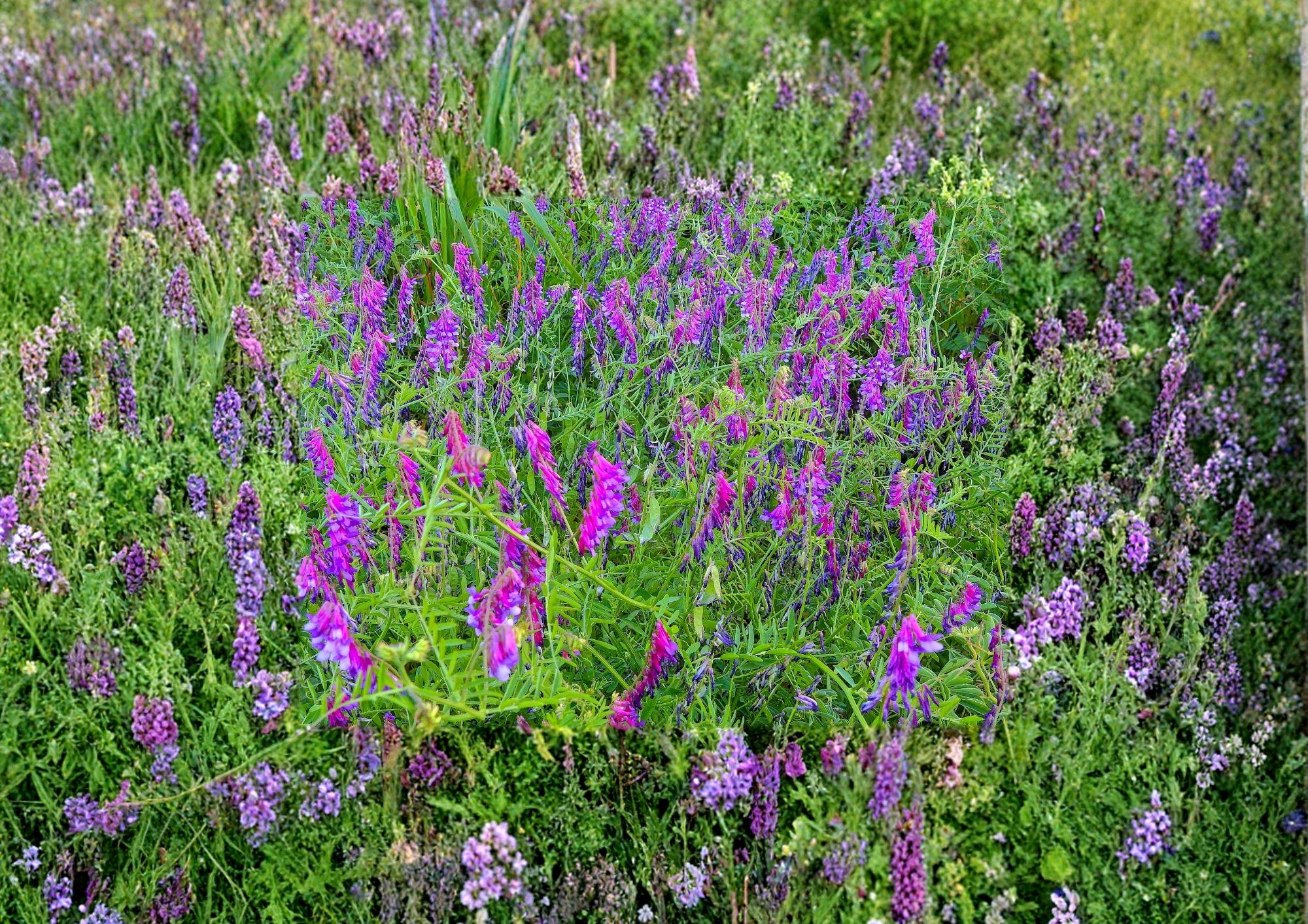 Hairy Vetch Seeds 100 Pack - Nitrogen Fixing Cover Crop for Pollinator Gardens Bees Butterflies Vicia Villosa