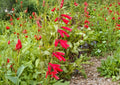 Penstemon Eatonii Firecracker Seeds | Drought-Tolerant Red Wildflower for Pollinator Gardens & Xeriscape