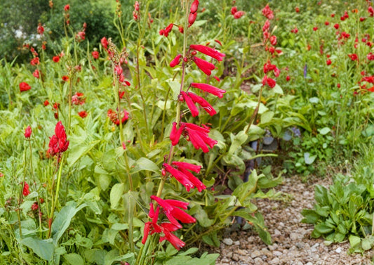 Penstemon Eatonii Firecracker Seeds | Drought-Tolerant Red Wildflower for Pollinator Gardens & Xeriscape