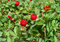 Duchesnea Indica Indian Strawberry Groundcover Seeds – Bright Yellow Flowers & Red Berries, Hardy Perennial Plant for Gardens & Landscapes