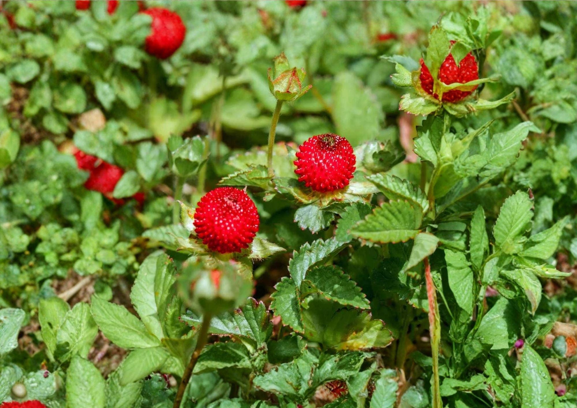 Duchesnea Indica Indian Strawberry Groundcover Seeds – Bright Yellow Flowers & Red Berries, Hardy Perennial Plant for Gardens & Landscapes
