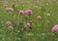Mammoth Red Clover Seeds | Trifolium Pratense | Pollinator-Friendly Flowering Legume for Soil Improvement and Gardens