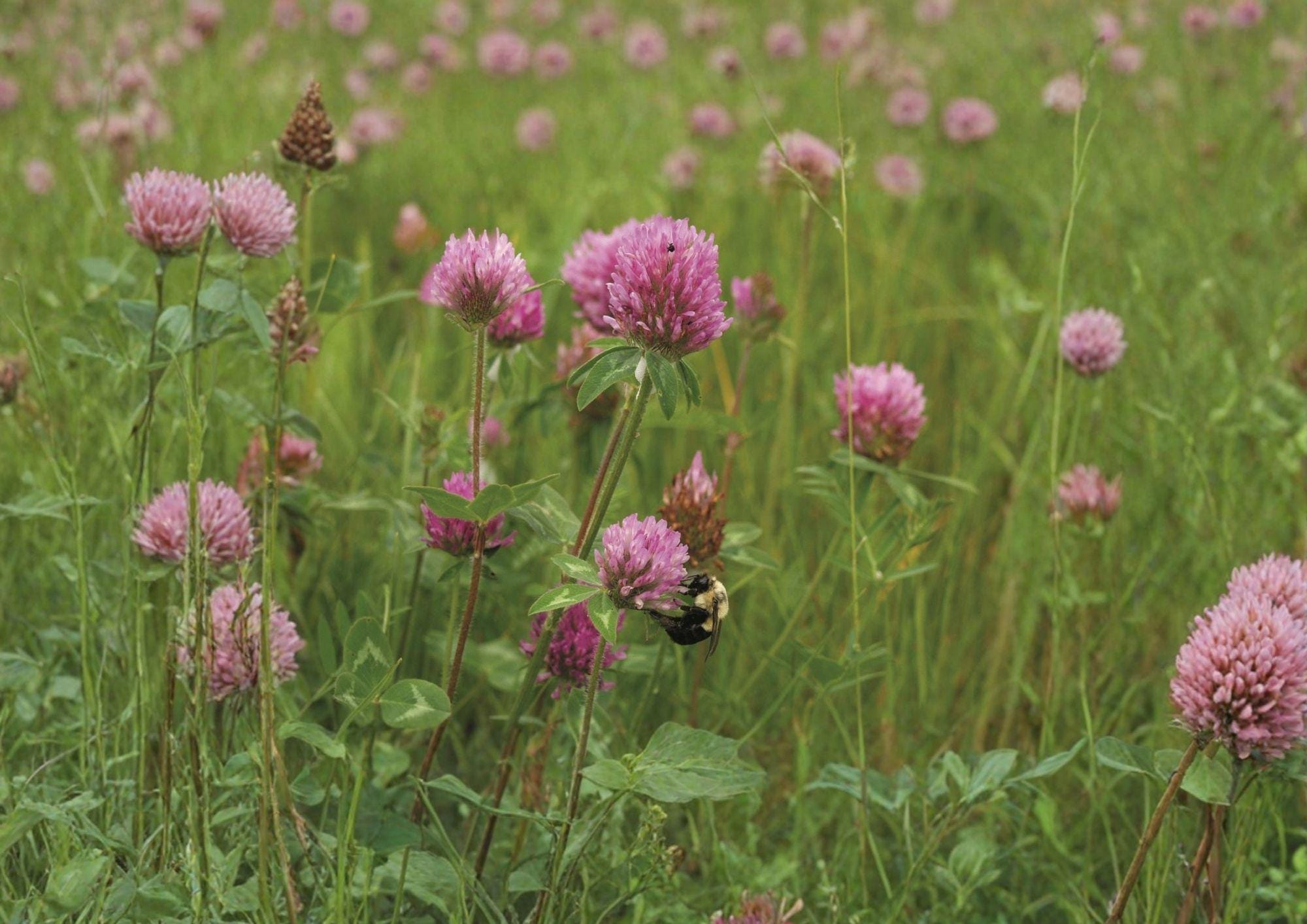 Mammoth Red Clover Seeds | Trifolium Pratense | Pollinator-Friendly Flowering Legume for Soil Improvement and Gardens