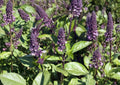 Cinnamon Basil Seeds 500 Pack – Heirloom Aromatic Herb for Culinary, Tea & Herb Gardens – Ocimum basilicum