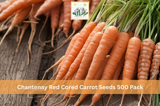 Chantenay Red Cored Carrot Seeds – 500 Pack, Heirloom Root Vegetable, Short Broad Orange Roots, Daucus carota subsp. sativus