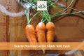 Scarlet Nantes Carrot Seeds 500 Pack – Daucus carota Root Vegetable, Heirloom, Orange, Cylindrical Shape
