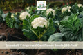 Snowball Y Improved Cauliflower Seeds 250 Pack – Heirloom Brassica oleracea var. botrytis for Vegetable Garden, Raised Beds