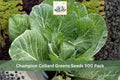 Champion Collard Greens Seeds 500 Pack | Brassica oleracea var. viridis | Leafy Vegetable for Garden, Raised Beds