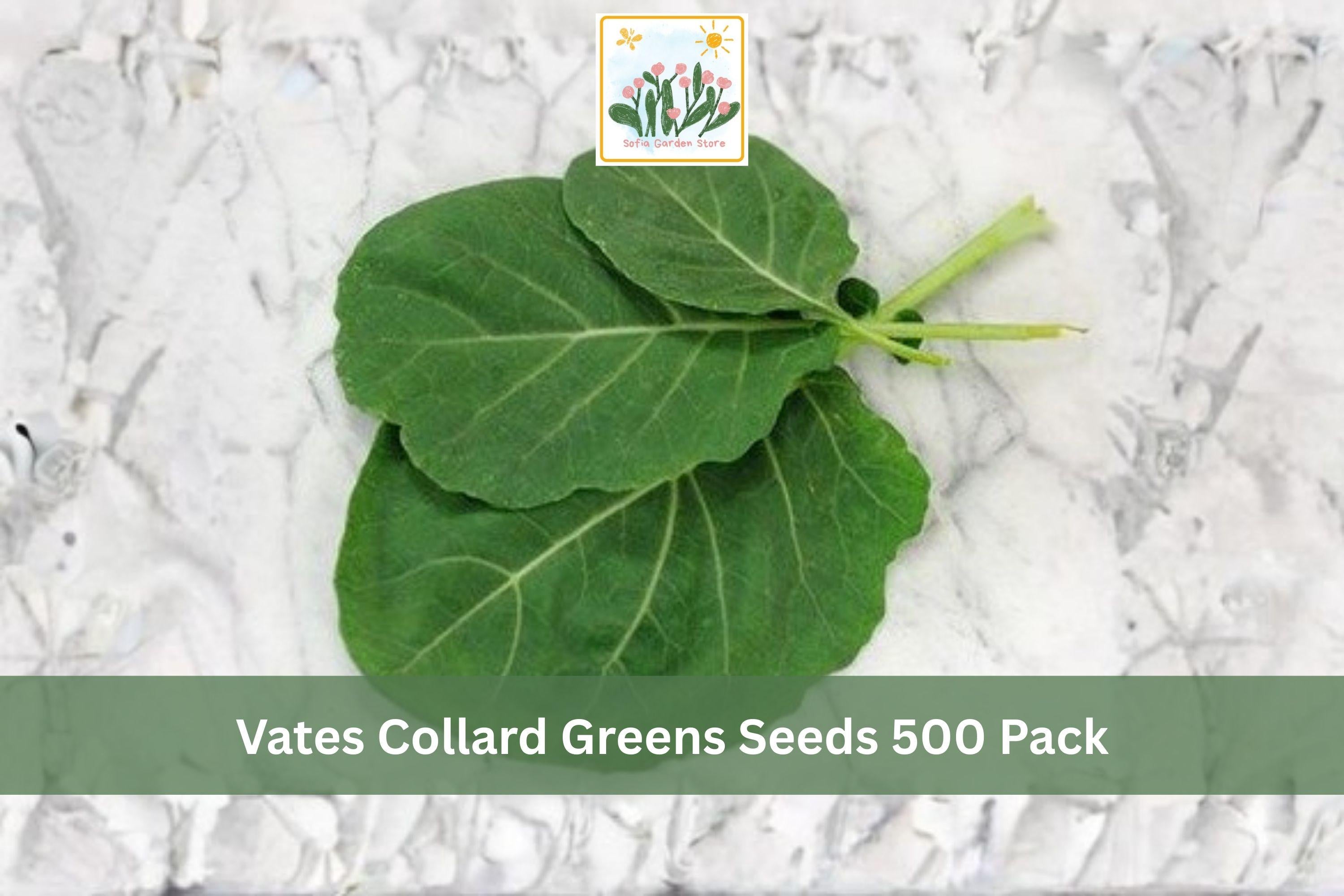 Vates Collard Greens Seeds 500 Pack - Brassica oleracea var. viridis Leafy Vegetable for Garden, Raised Beds, Cool Season