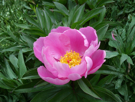 Prairie Spiderwort Seeds 150 Pack | Native Tradescantia bracteata for Sunny Gardens & Pollinator Habitats