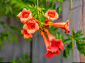 Prairie Wild Rose Seeds (15) | Native Rosa arkansana | Drought Tolerant, Wildflower, Pollinator-Friendly