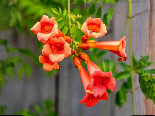 Prairie Wild Rose Seeds (15) | Native Rosa arkansana | Drought Tolerant, Wildflower, Pollinator-Friendly