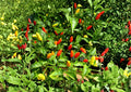 Tabasco Pepper Seeds – Heirloom, Hot Chili Pepper for Hot Sauce, Spicy Garden Growing, Capsicum frutescens
