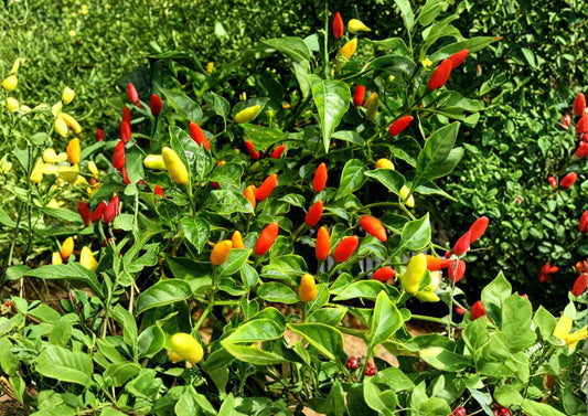 Tabasco Pepper Seeds – Heirloom, Hot Chili Pepper for Hot Sauce, Spicy Garden Growing, Capsicum frutescens