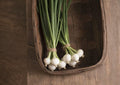 Blanco Duro Heirloom White Onion Seeds – Long-Day Storage Bulb Variety for Garden Growing