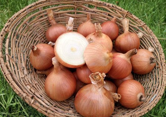 Sweet Spanish Colorado #6 Onion Seeds – Heirloom Large Bulb, Mild Flavor, Long Day Vegetable for Garden Growing (50 Seeds)