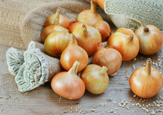 Burrell's Yellow Valencia Onion Seeds – 50 Heirloom Long-Day Garden Vegetable Seeds for Slicing & Cooking
