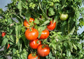 Rutgers Tomato Seeds – 30 Heirloom Slicing Tomato Seeds for Home Garden, Bright Red, Reliable Yield, Organic, Non-GMO