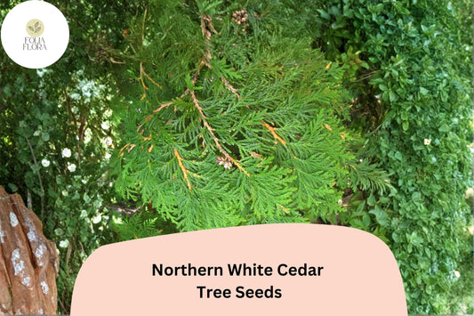 Eastern Arborvitae Seeds 50 | Thuja occidentalis Northern White Cedar Evergreen Tree Seeds