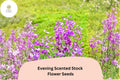 Evening Scented Stock Seeds â€“ 100 Matthiola longipetala | Fragrant Night-Blooming Garden Flower