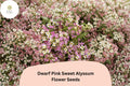 Dwarf Pink Sweet Alyssum Seeds â€“ 100 Lobularia maritima | Fragrant Low-Growing Garden Flowers