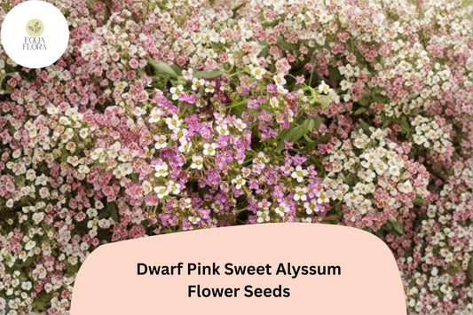 Dwarf Pink Sweet Alyssum Seeds â€“ 100 Lobularia maritima | Fragrant Low-Growing Garden Flowers
