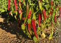 Ms. Junie Hot Pepper Seeds – 50 Heirloom Vegetable Seeds for Spicy Sauces, Salsas & Cooking, Capsicum annuum