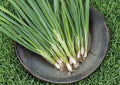 Evergreen Bunching Onion Seeds – Heirloom Vegetable for Mild Scallions, Spring & Fall Garden, Non-Bulbing, Green Tops, 50 Seeds