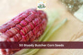 Bloody Butcher Corn Seeds – Heirloom Red Dent Zea mays Grain for Garden & Homestead, 50 Seeds