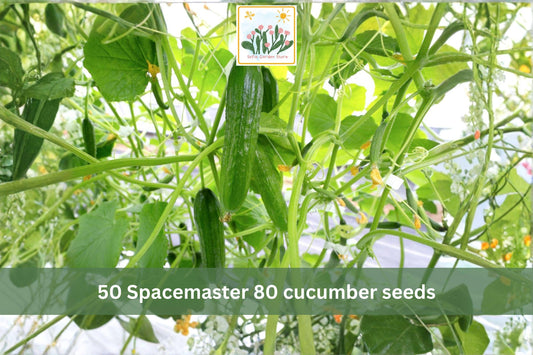 Spacemaster 80 Cucumber Seeds – Compact Bush Slicing Cucumbers for Small Gardens & Containers – Cucumis sativus