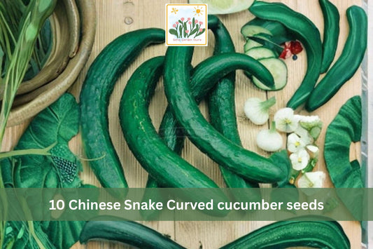 Chinese Snake Curved Cucumber Seeds – 10 Long Asian Heirloom Cucumis sativus for Trellis, Vining, Warm-Season Garden Plant
