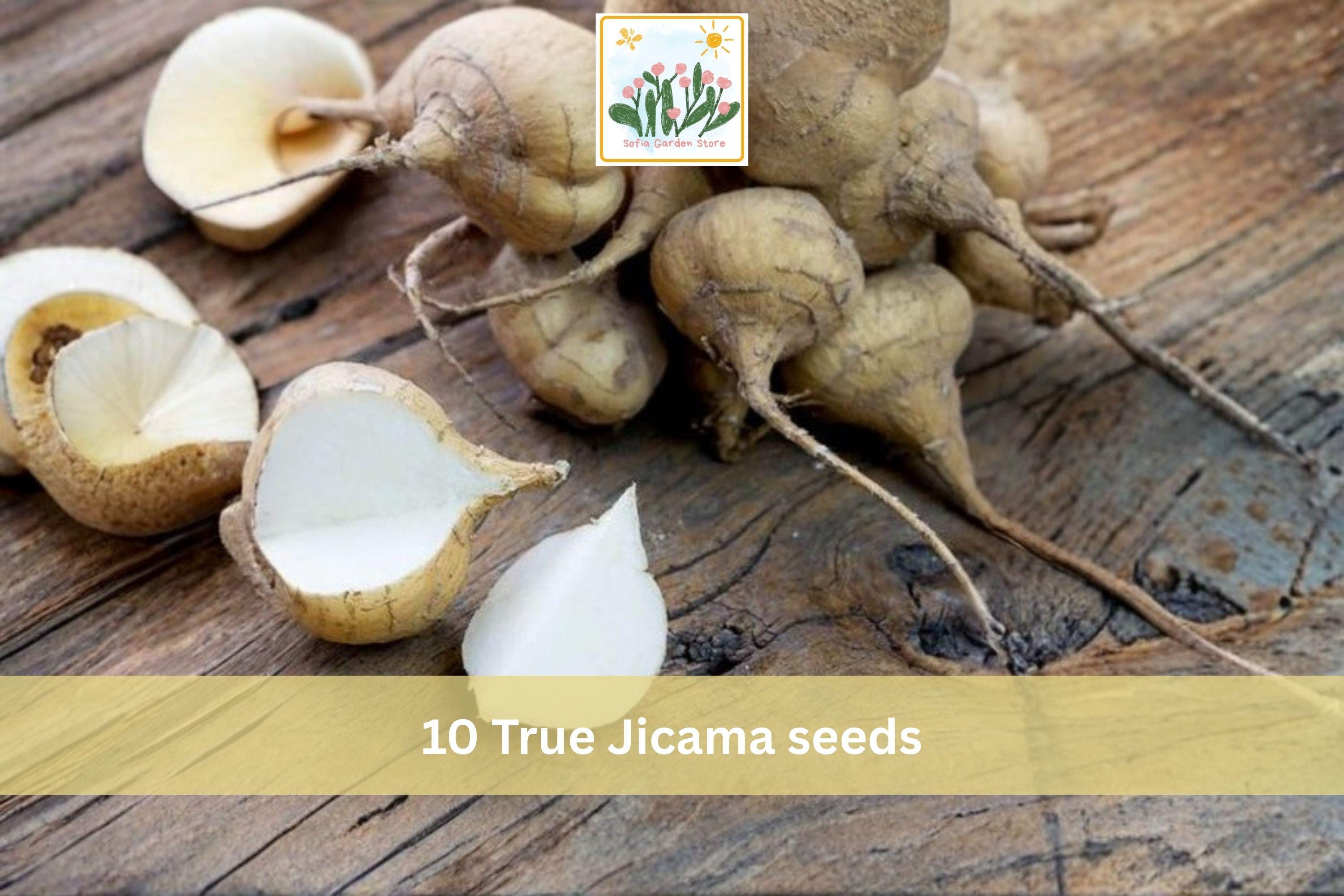 True Jicama Seeds – 10 Pachyrhizus erosus Root Vegetable Seeds for Garden, Tuber, Edible Underground Roots
