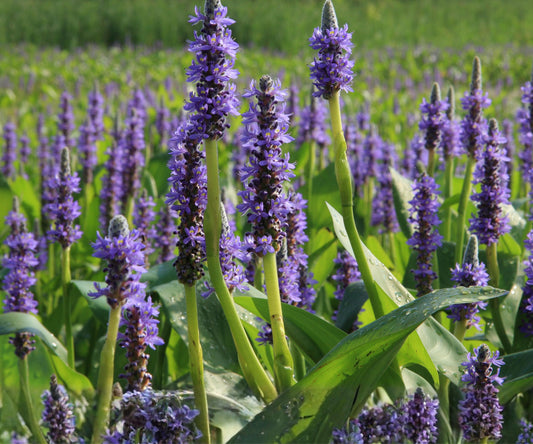 Pickerel Weed Live Plant – Pontederia cordata Aquatic Marginal for Pond Edge & Water Garden