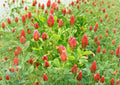 Crimson Clover Dixie Cover Crop Seeds – Trifolium incarnatum, Non-GMO, Pollinator-Friendly, Soil Fertility, 300 Seeds