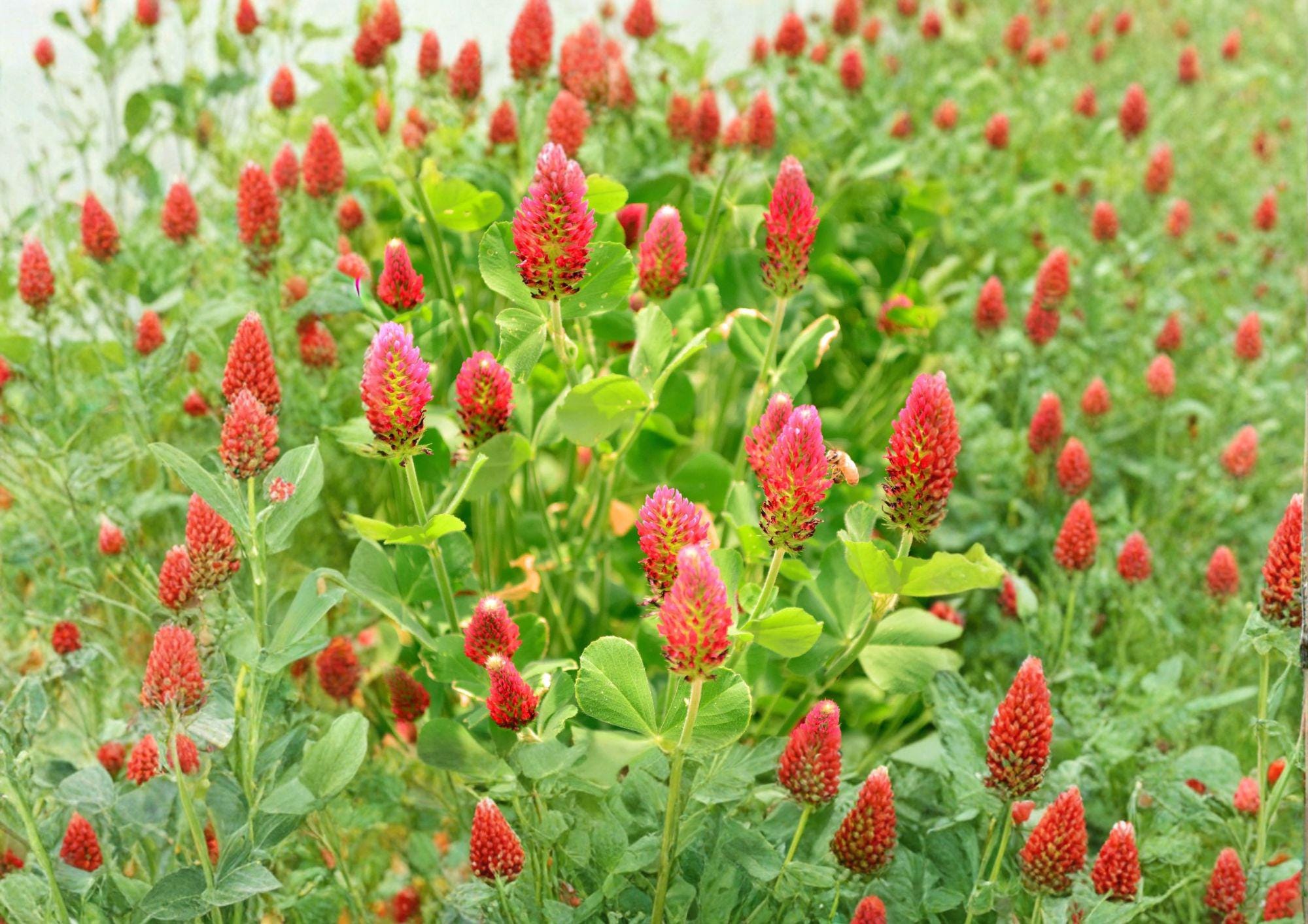 Crimson Clover Dixie Cover Crop Seeds – Trifolium incarnatum, Non-GMO, Pollinator-Friendly, Soil Fertility, 300 Seeds