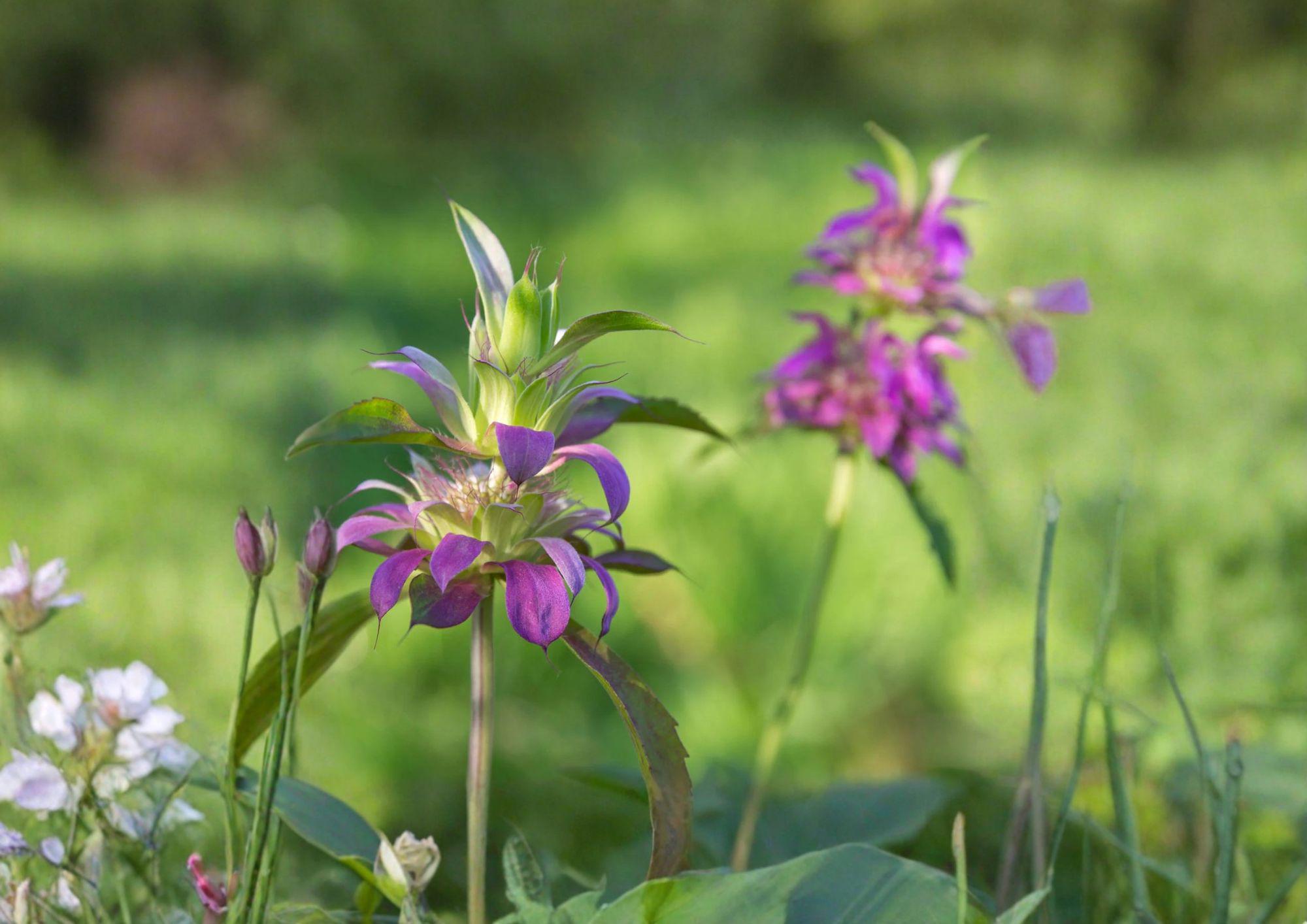 Monarda Citriodora Lemon Bee Balm Seeds – Aromatic Herb for Pollinator Gardens, Lavender Flowers, Lemon Mint Scent