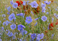 Common Flax Seeds - Blue Flowering Pollinator Plant for Garden Beds, Edible Flax Seeds, Linum usitatissimum, Annual Flowering Plant