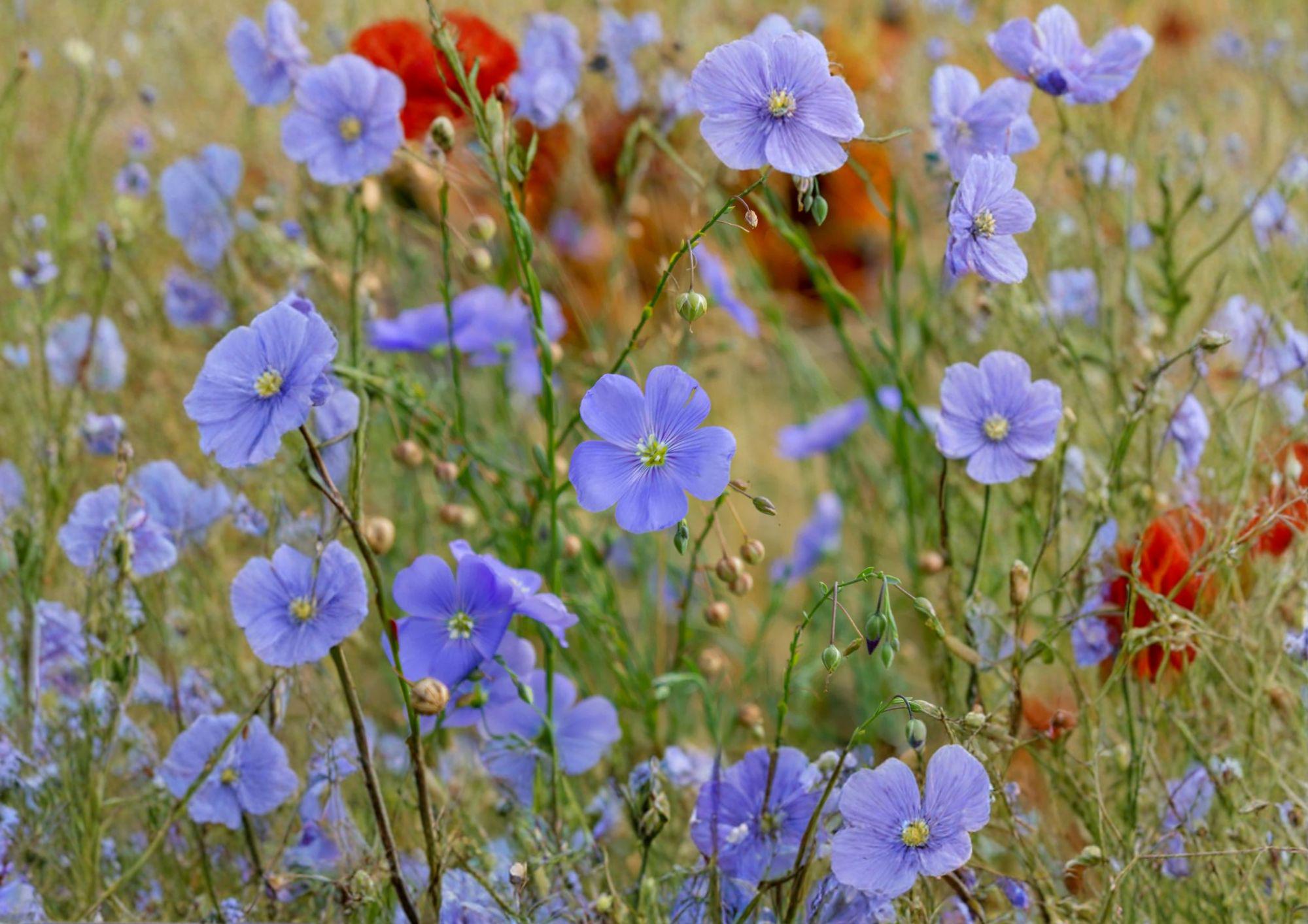 Common Flax Seeds - Blue Flowering Pollinator Plant for Garden Beds, Edible Flax Seeds, Linum usitatissimum, Annual Flowering Plant