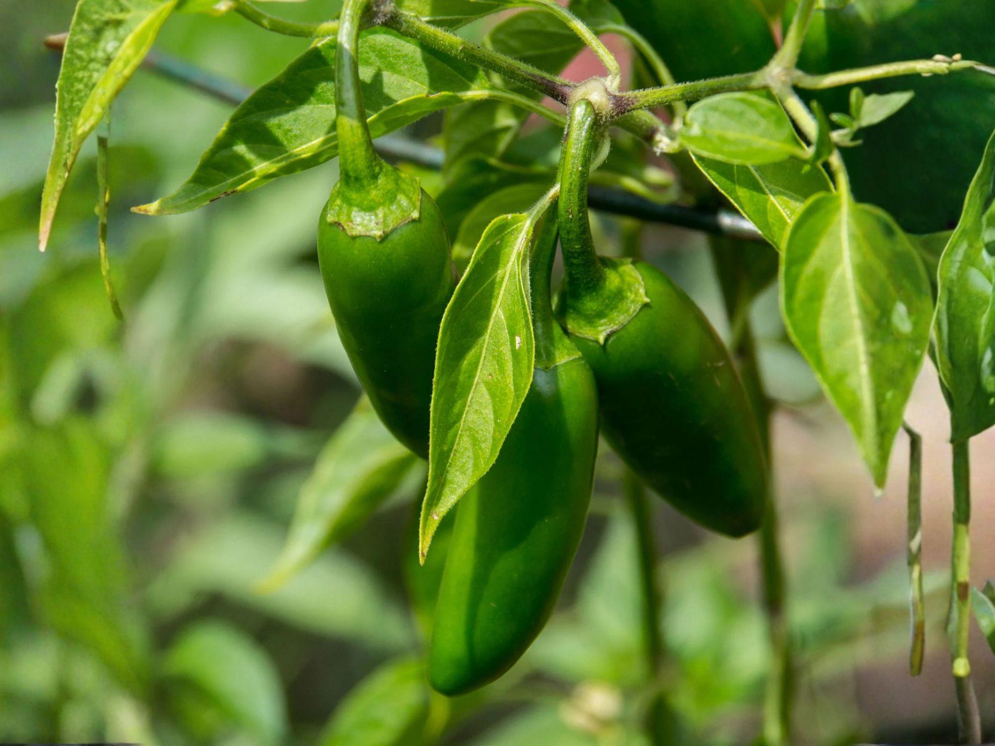 Ancho Poblano Pepper Seeds – Mild Chili, Large Heart-Shaped Fruits, Capsicum annuum, Versatile for Cooking & Gardening