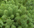 Parrot's Feather Live Aquatic Plant – Floating Water Garden, Pond Coverage, Myriophyllum aquaticum