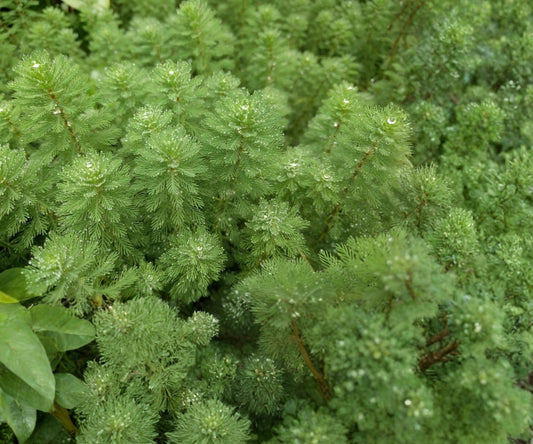 Parrot's Feather Live Aquatic Plant – Floating Water Garden, Pond Coverage, Myriophyllum aquaticum