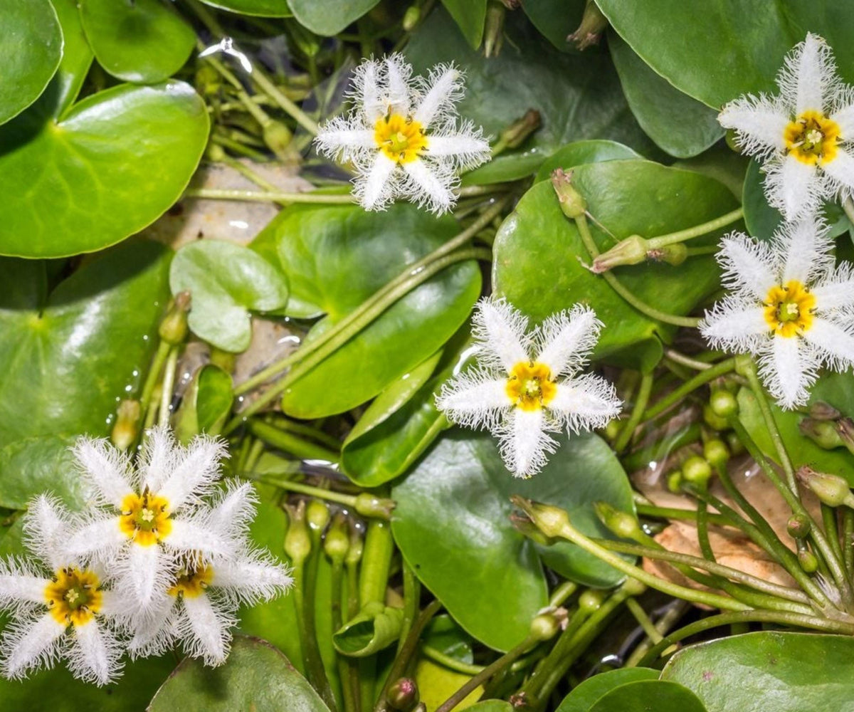 Water Snowflake Live Plant – Nymphoides indica – Floating Pond Plant for Water Gardens & Ponds