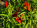 Thai Bird Chili Pepper Seeds – 25 Count, Small Asian Hot Pepper, Bird’s Eye Chili, Capsicum annuum, Compact Plant for Spicy Dishes