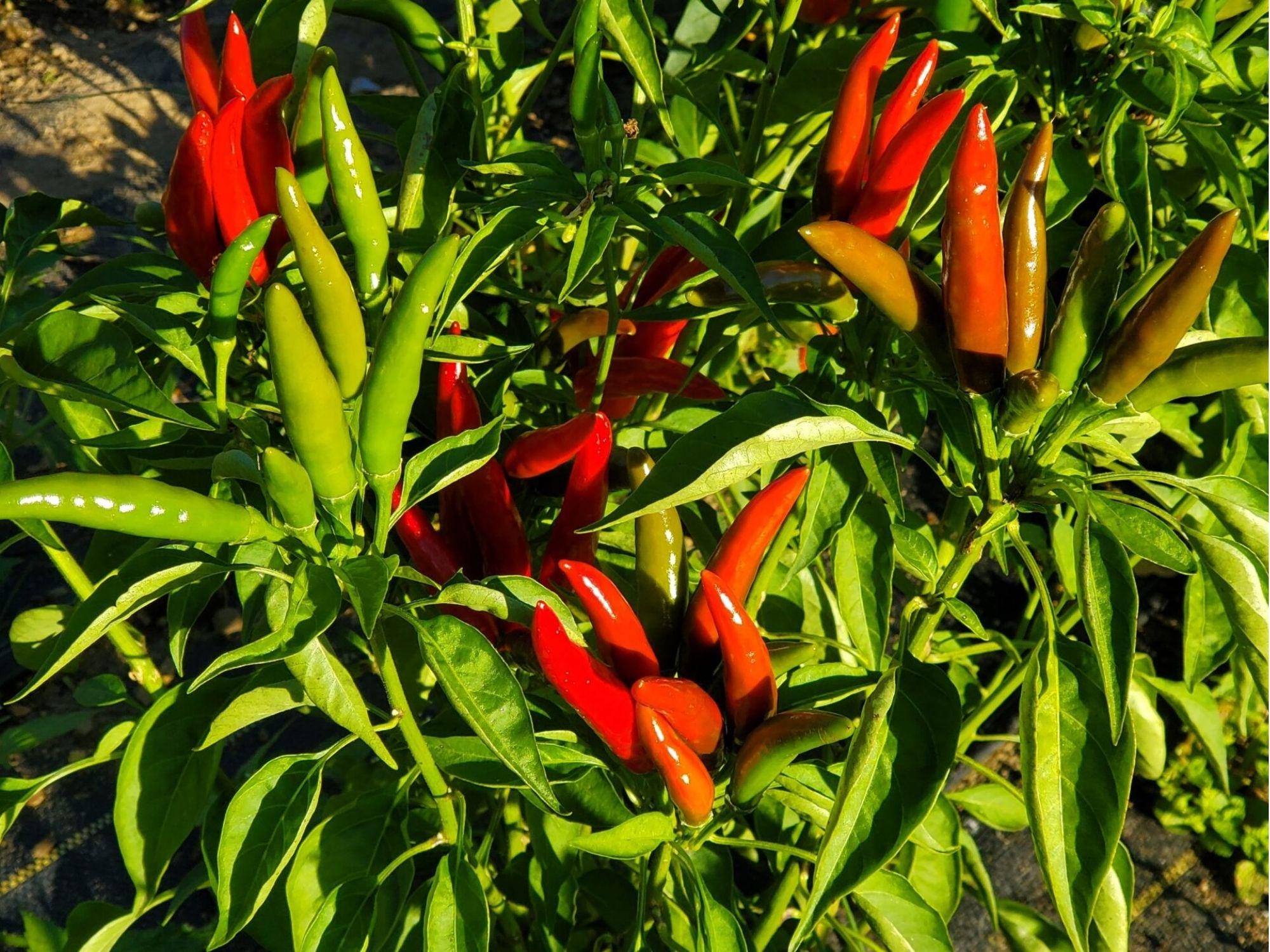 Thai Bird Chili Pepper Seeds – 25 Count, Small Asian Hot Pepper, Bird’s Eye Chili, Capsicum annuum, Compact Plant for Spicy Dishes